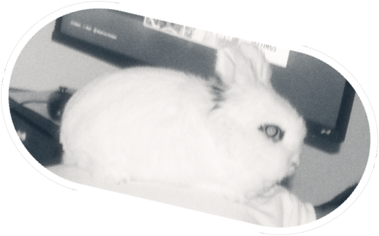 A capsule-shaped capture of a white rabbit.